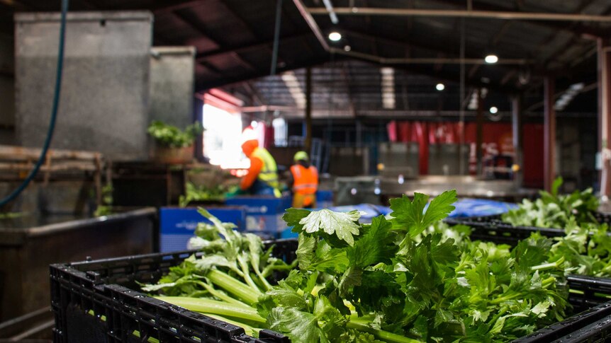 Celery being packed in boxes at a packing shed on Melbourne's fringe.