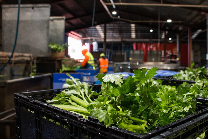 Celery being packed in boxes at a packing shed on Melbourne's fringe.