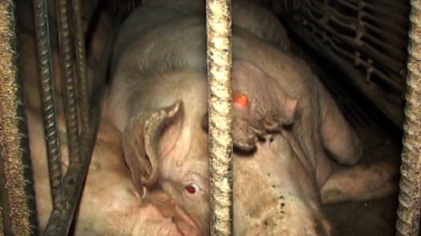 Animals inside the Tasmanian piggery at the centre of cruelty charges.