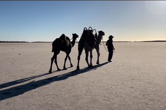 A silhouetted man leads two camels across a dry plain.