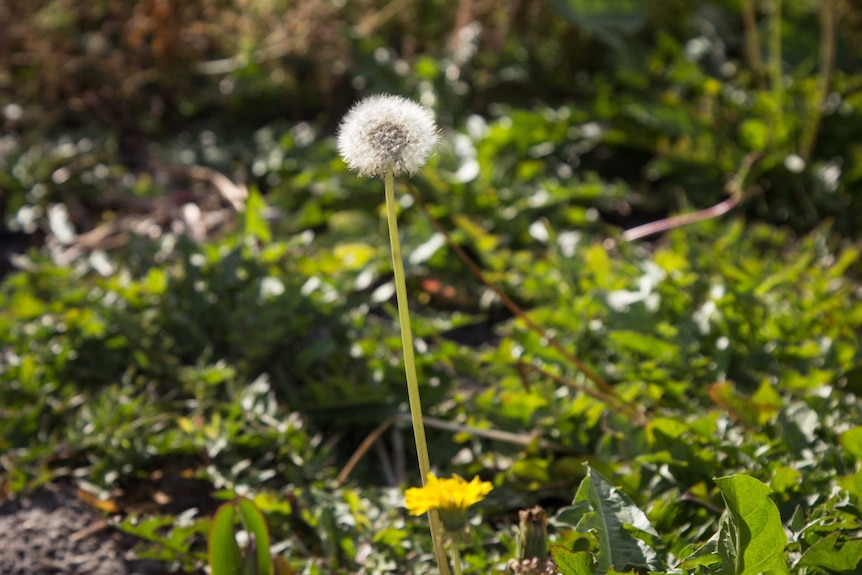 Field of the Unwanted - dandelion and flower
