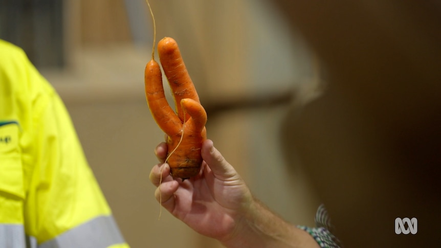 A hand holds up a wonky, misshapen carrot