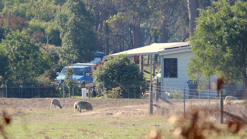A weatherboard house near bushland with sheep in a paddock in the foreground.