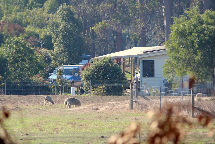 A weatherboard house near bushland with sheep in a paddock in the foreground.