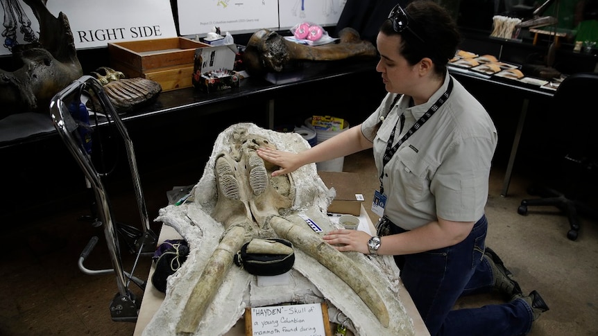 Palaeontologist Ashley Leger kneels beside the skull of a young Columbian mammoth.