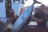 Tuna unloaded at Bermagui on  NSW south coast