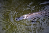 A platypus in a river, ripples in the muddy water.