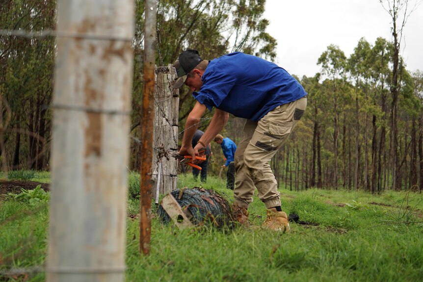 A young man bends over replacing wire on a fence line