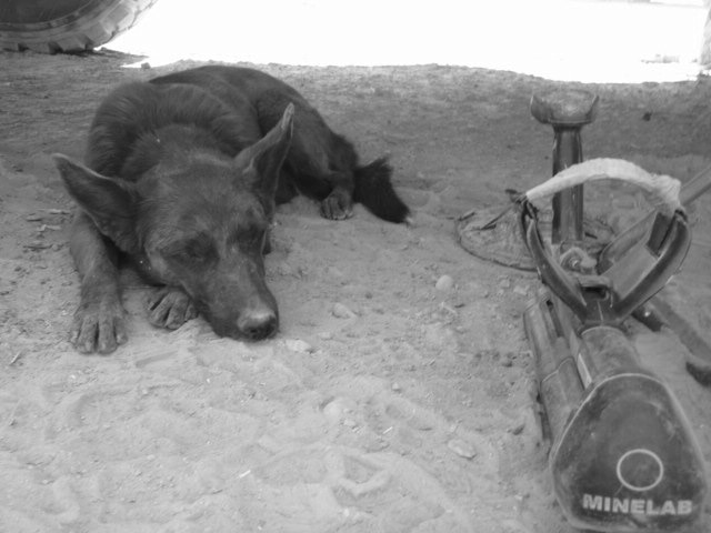 Una fotografía en blanco y negro de un perro tirado en un poco de tierra.