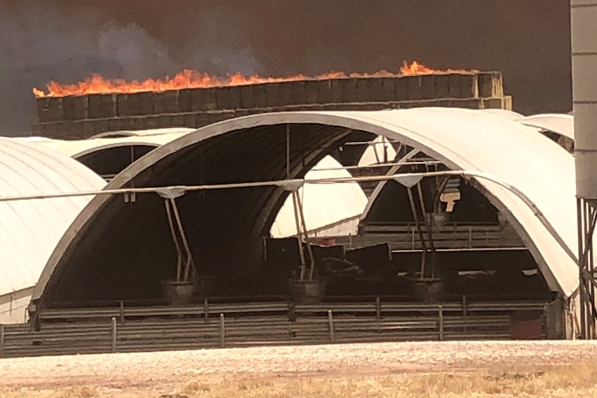 a bushfire looms over a piggery