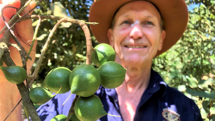 A tight cluster of green-skinned macadamia nuts, about 20 cent piece sized, is pleasing to the farmer standing next to them