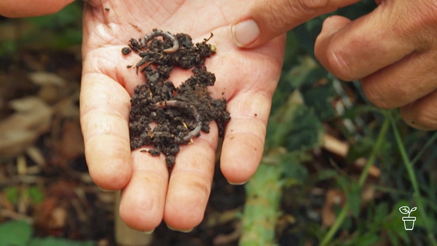 Open hand with soil and earthworms in palm and finger pointing to a worm