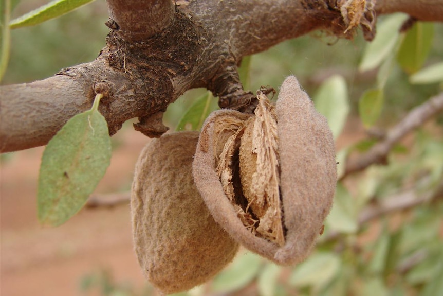 Almonds on tree