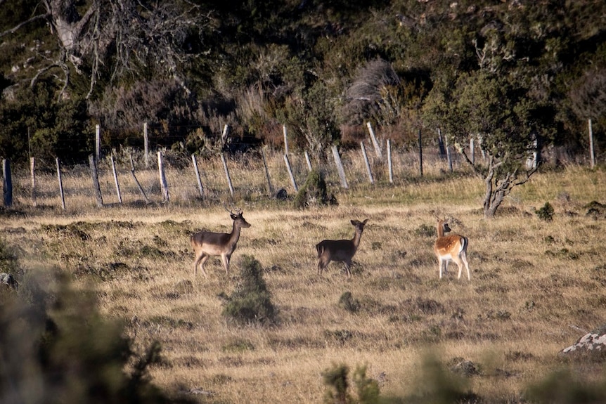 Fallow deer grazing in the Central Highlands