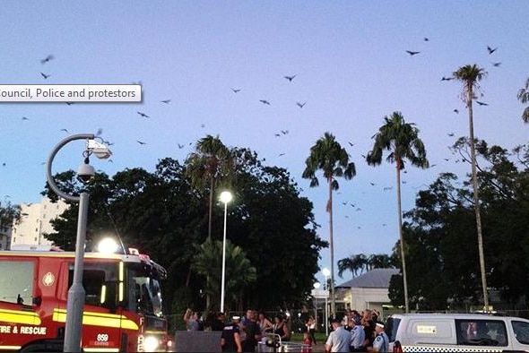Protests against Cairns bat dispersals in 2014