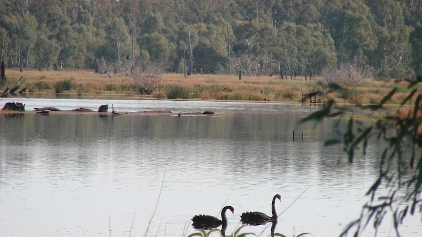 Reedy Swamp, a wetland near Shepparton.