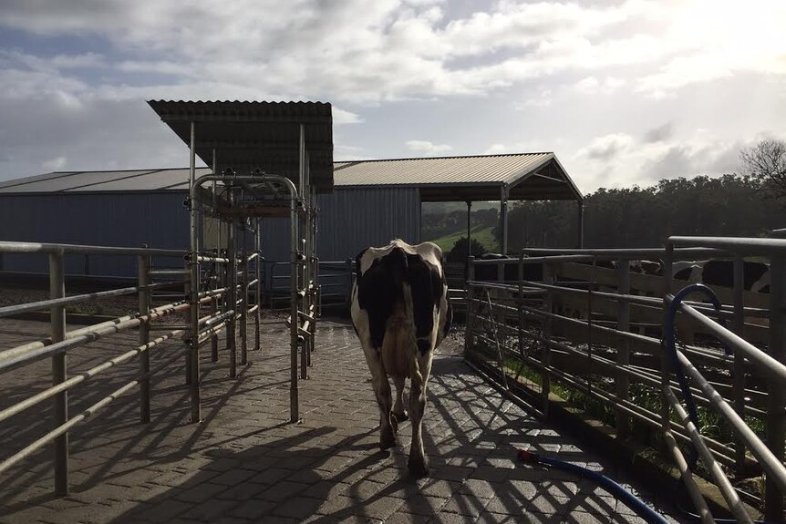 A cow walks away from a dairy, back to the paddock.
