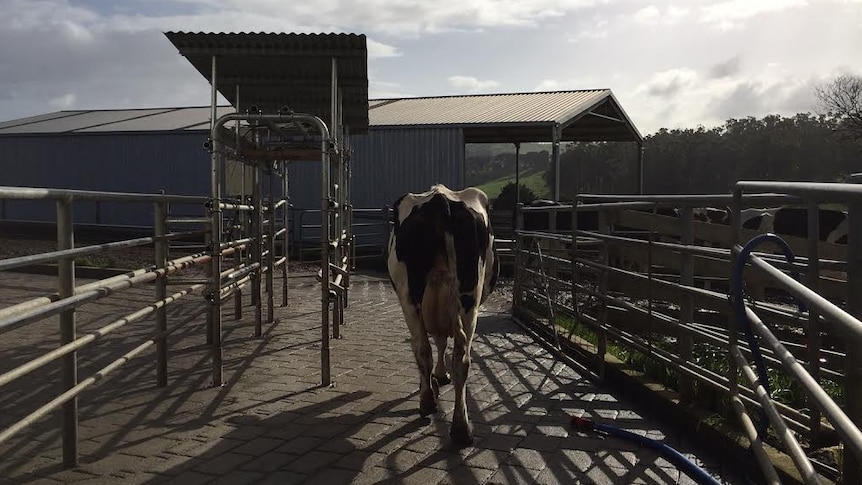 A cow walks away from a dairy, back to the paddock.