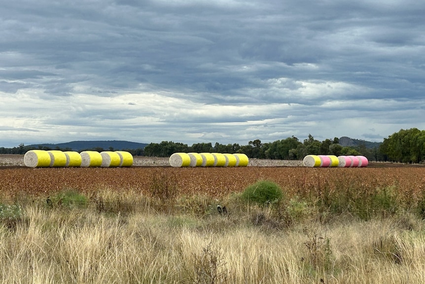 Round bales of cotton wrapped in yellow and pink in a paddock.