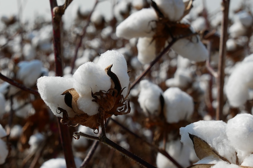 Close up image of cotton