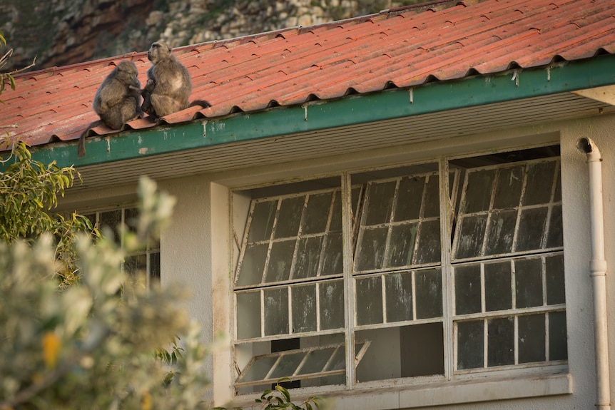 Baboons sit on the roof of a building with a large broken widow