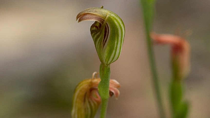 The small, curled green flower of the pot-bellied greenhood orchid.