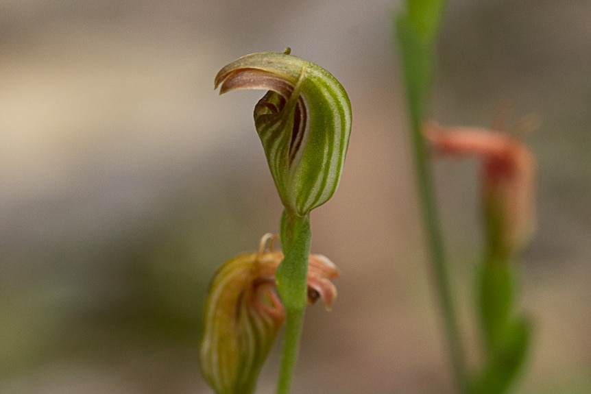 The small, curled green flower of the pot-bellied greenhood orchid.