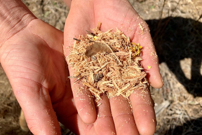 A hand holding sandalwood chips.