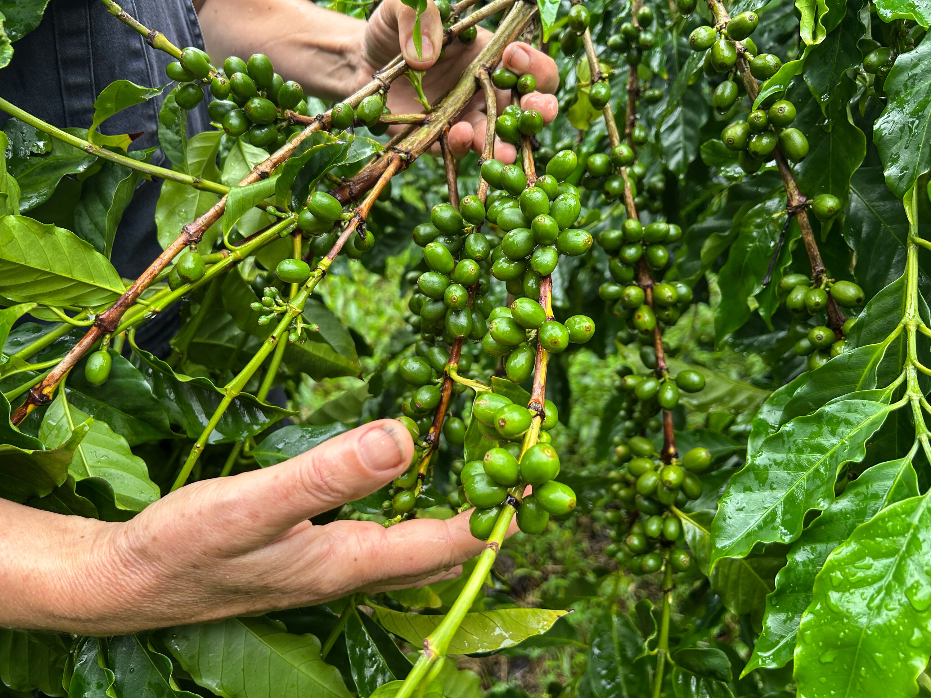 Two hands holding onto a branch with green coffee cherries.