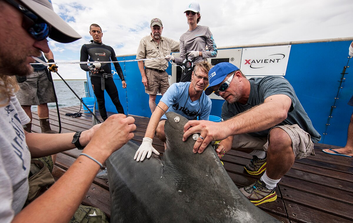 Tiger sharks captured and tagged with satellite trackers off WA's coast ...