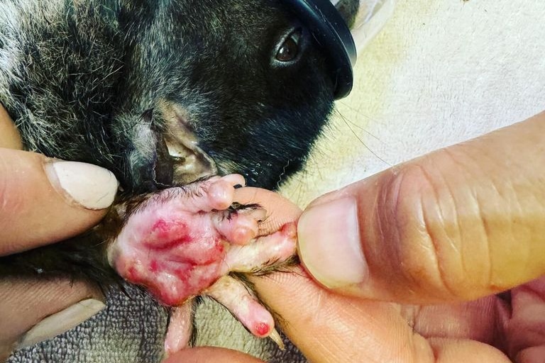 A possum lays down with an oxygen mask over its mouth and severely burnt red paws ad is being cared for. 