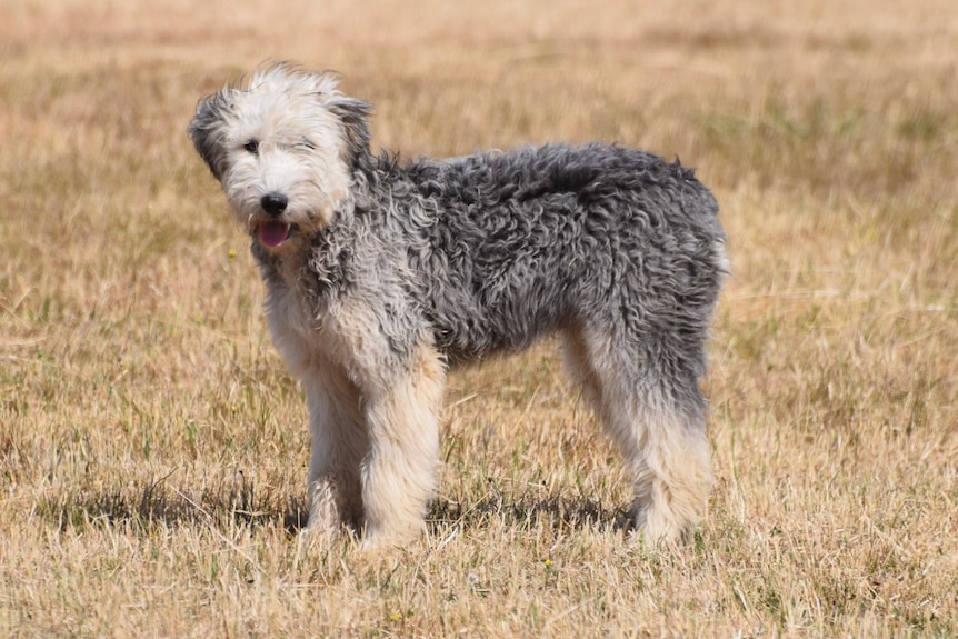 a black and white shaggy dog standing on grass