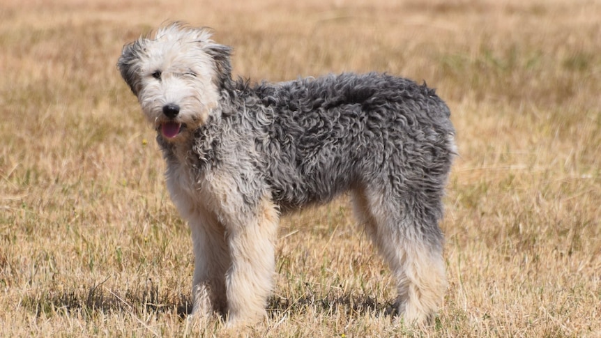 a black and white shaggy dog standing on grass