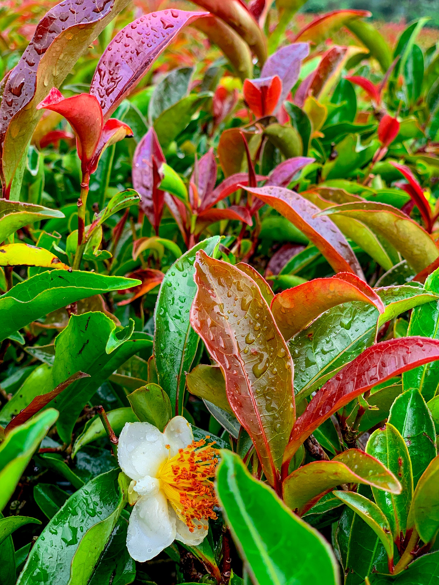 close up of purple leaf plant with a white flower