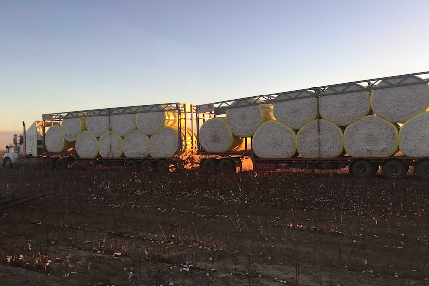 Road train loaded with cotton bales in desert-like area with sun setting in the background