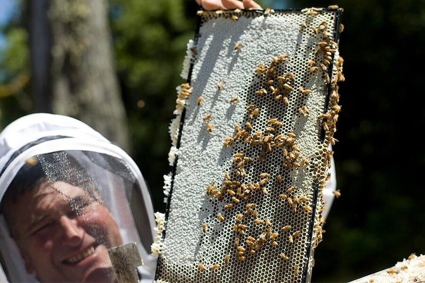 A man is holding a hive with hundreds of bees on it.