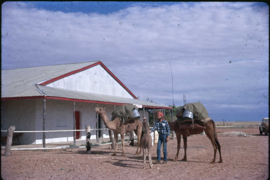 Cameleer with his three camels outside the Betoota Hotel in western Queensland, 1973.