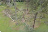 Aerial shot of people standing around cut trees