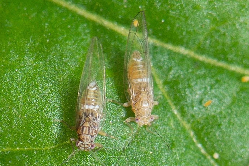 Bactericera cockerelli, nymph cases, nymph and adult