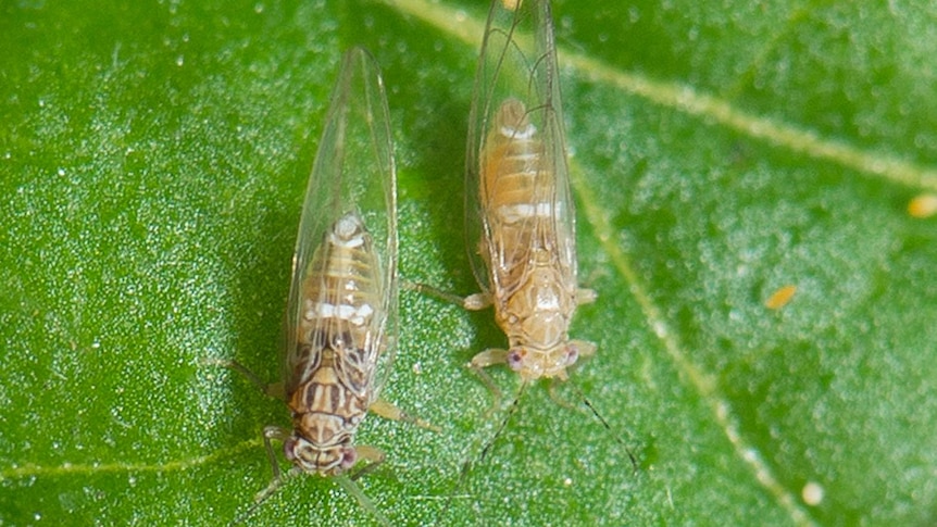 Bactericera cockerelli, nymph cases, nymph and adult