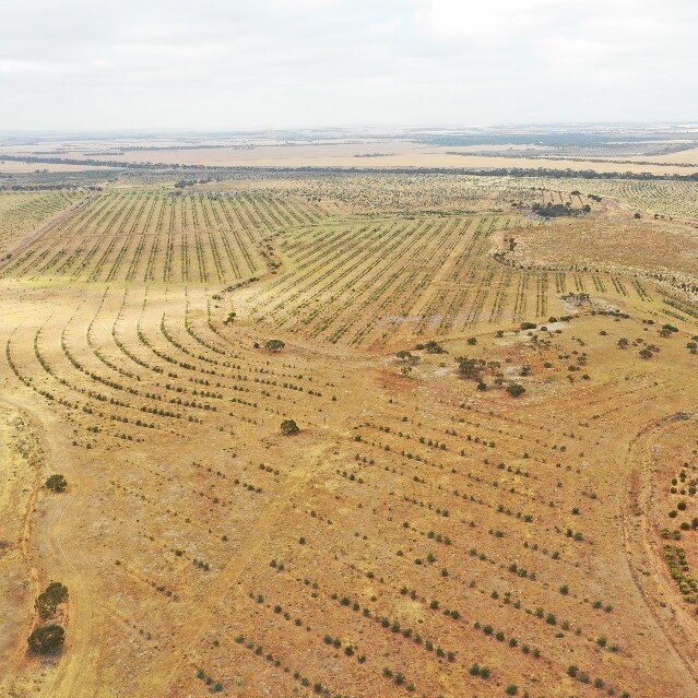 An aerial shot of dry land, rows of trees have been planted in vast parts of the landscape.