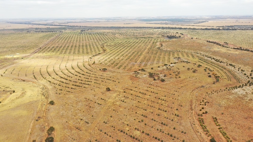 An aerial shot of dry land, rows of trees have been planted in vast parts of the landscape.