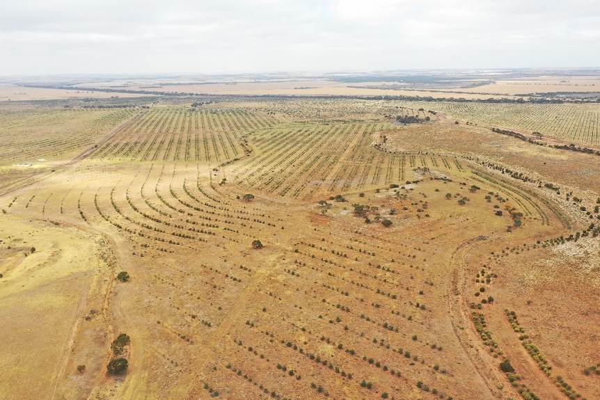 An aerial shot of dry land, rows of trees have been planted in vast parts of the landscape.