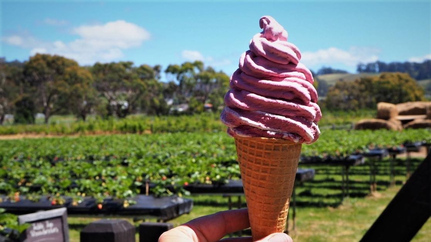 A berry ice-cream in a cone being held up by a hand, with an orchard in the background.
