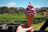 A berry ice-cream in a cone being held up by a hand, with an orchard in the background.