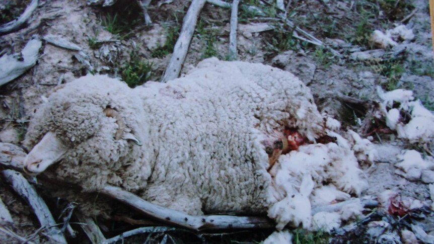 wild dogs sheep kill