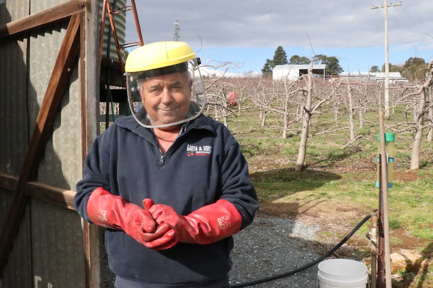 Guy Gaeta wears protetctivegear on a cloudy day in his orchard near Orange NSW