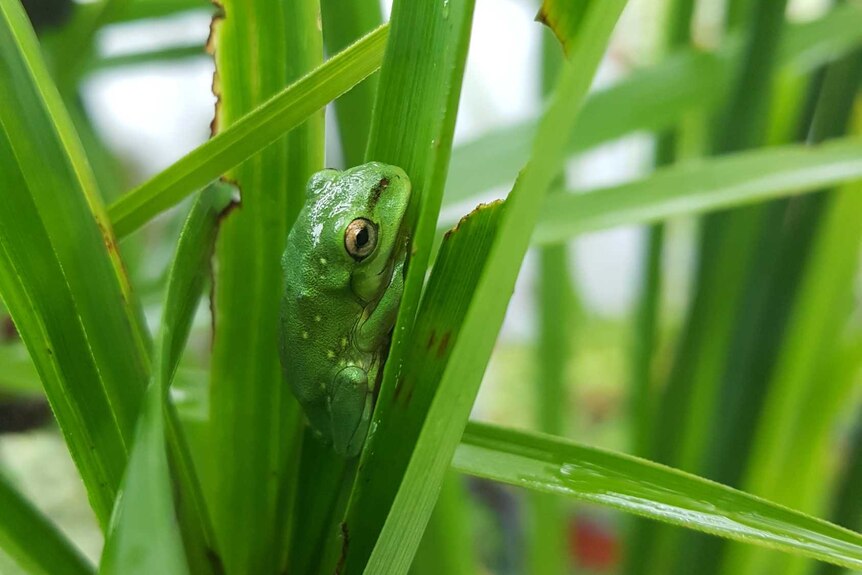 A baby green tree frog in a Darwin backyard pond