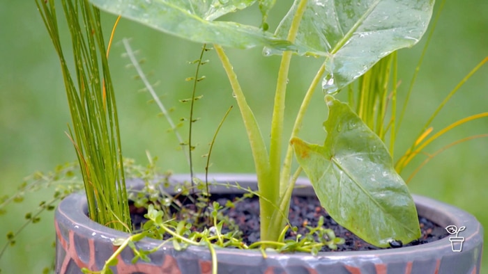 Plants covered in water growing in a pot