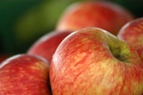 Apple exporters will be required to monitor against fire blight